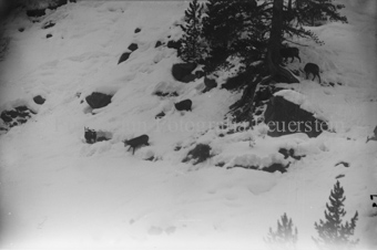 Gämsen an einem leicht bewaldeten Abhang
