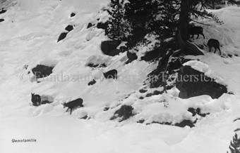 Beschriftung für Karte «Gemsfamilie»