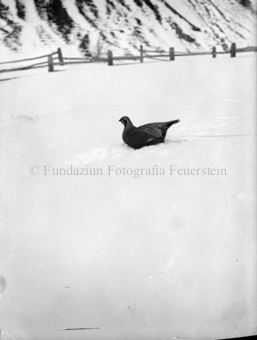 Wildhuhn im Schnee