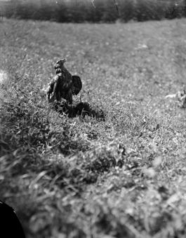 Junger Adler läuft auf einer Wiese