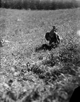 Junger Adler läuft auf einer Wiese