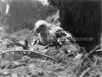 Junger Adler im Nest