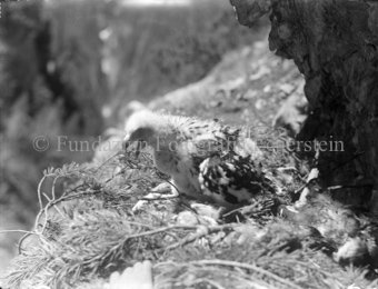 Junger Adler im Nest