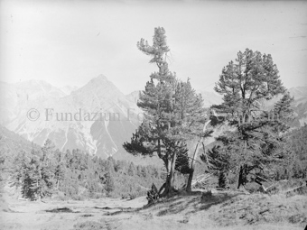 Landschaft mit Arven und Bergen