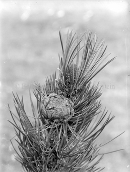 Serie: Nationalpark, Arvenwald, Til Rieser