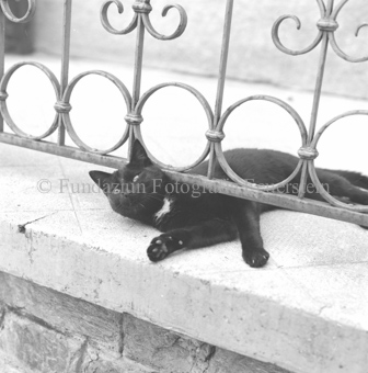 Katze auf Terrasse unter Geländer