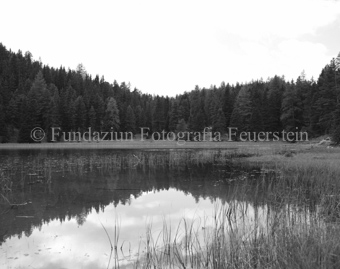 Blick auf den Grünsee, Schilf am Ufer