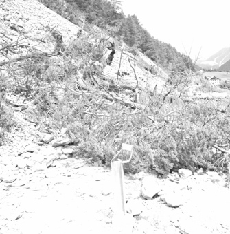 Rüfe (Erdrutsch) mit Bäumen auf der Strasse