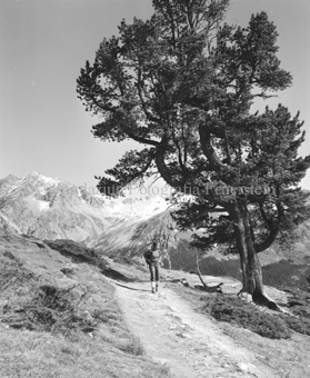 Frau bei Arve im Sommer