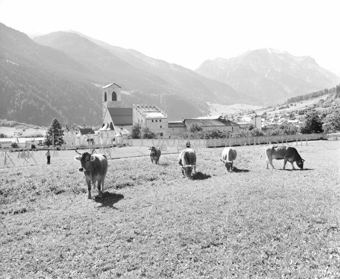 Kuhherde vor Kloster Sankt Johann
