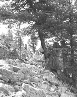 Zwei Frauen auf Weg neben Steinmauer und Arve