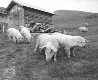 Schweine auf Alp vor Hütte