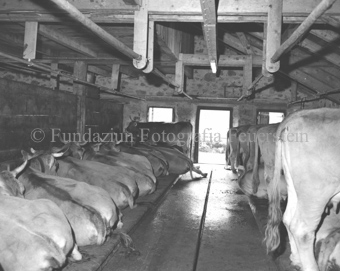 Kühe im Stall