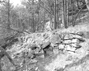 Umgestürtzte Arven bei Steinmauer