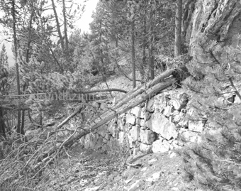 Umgestürtzte Arven bei Steinmauer