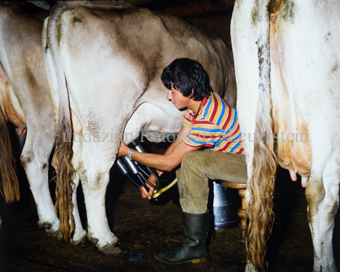 Knabe mit Melkmaschine bei Kuh im Stall