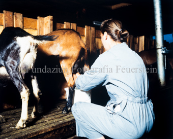 Frau melkt Ziegen von Hand