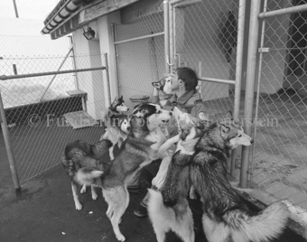 Mann in Gehege vor Haus mit Husky Schlittenhunden