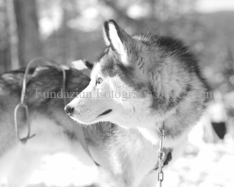 Husky Schlittenhund mit Zuggeschirr blickt nach hinten