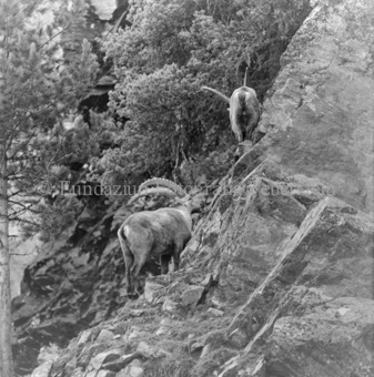 Steinbock Rudel an Felswand