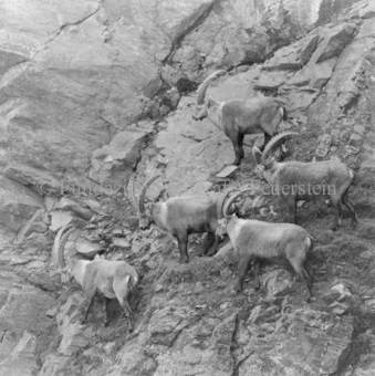 Steinbock Rudel an Felswand