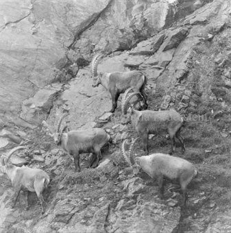 Steinbock Rudel an Felswand