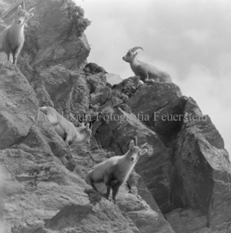 Steinbock Rudel in Berglandschaft