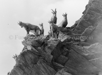 Steinbock Rudel in Berglandschaft