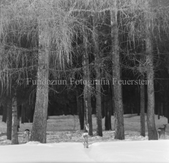 Rehe im Wald 