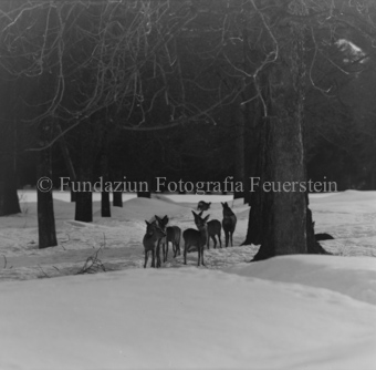 Rehe im Wald 