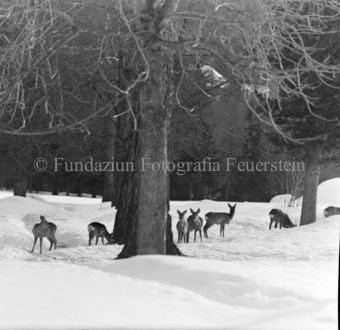 Album «Wild» Nr. 1, Serie: Rehe Brentsch