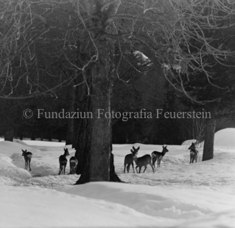 Album «Wild» Nr. 1, Serie: Rehe Brentsch