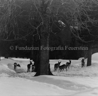 Album «Wild» Nr. 1, Serie: Rehe Brentsch