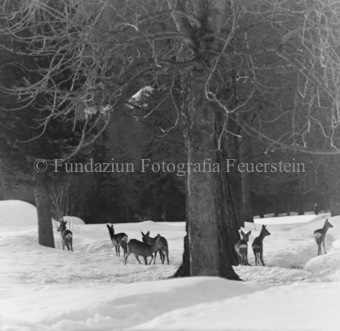 Album «Wild» Nr. 1, Serie: Rehe Brentsch