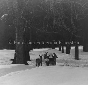 Album «Wild» Nr. 1, Serie: Rehe Brentsch