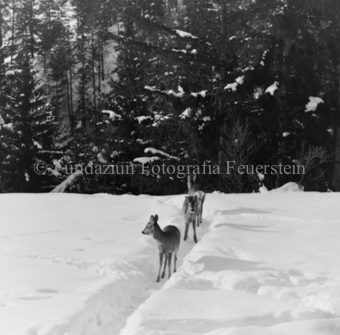 Album «Wild» Nr. 1, Serie: Rehe Brentsch