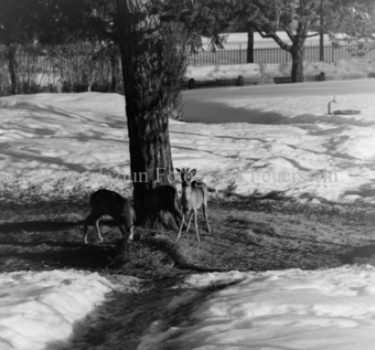 Album «Wild» Nr. 1, Serie: Rehe Brentsch
