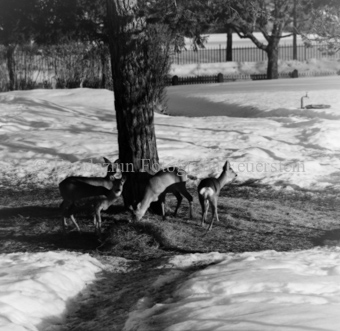 Album «Wild» Nr. 1, Serie: Rehe Brentsch