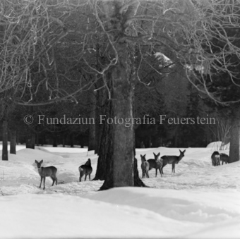 Album «Wild» Nr. 1, Serie: Rehe Brentsch