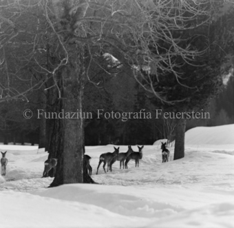 Album «Wild» Nr. 1, Serie: Rehe Brentsch