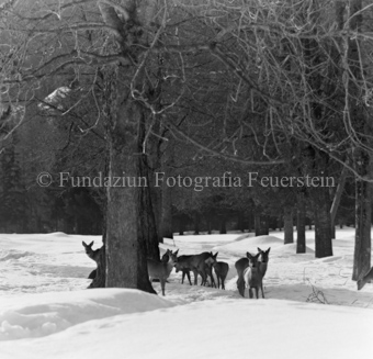 Album «Wild» Nr. 1, Serie: Rehe Brentsch