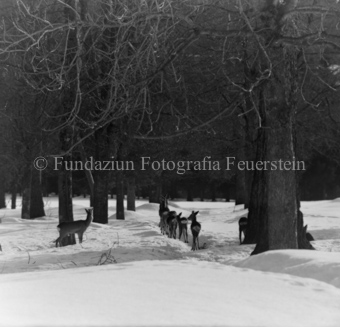 Album «Wild» Nr. 1, Serie: Rehe Brentsch