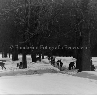 Album «Wild» Nr. 1, Serie: Rehe Brentsch
