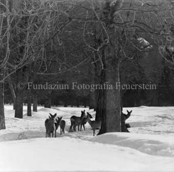 Album «Wild» Nr. 1, Serie: Rehe Brentsch