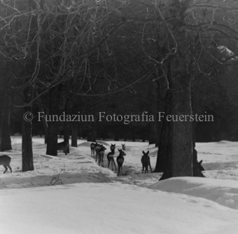 Album «Wild» Nr. 1, Serie: Rehe Brentsch