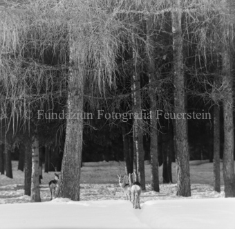 Album «Wild» Nr. 1, Serie: Rehe Brentsch