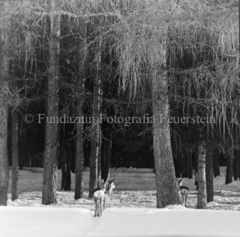 Album «Wild» Nr. 1, Serie: Rehe Brentsch