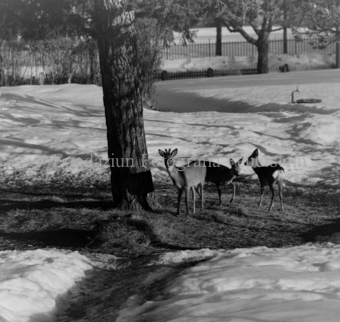 Album «Wild» Nr. 1, Serie: Rehe Brentsch
