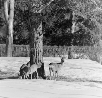 Album «Wild» Nr. 1, Serie: Rehe Brentsch