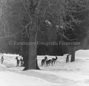 Album «Wild» Nr. 1, Serie: Rehe Brentsch
